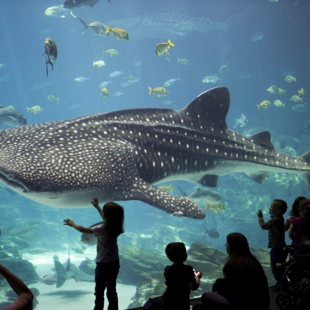 Georgia Aquarium Whale Shark