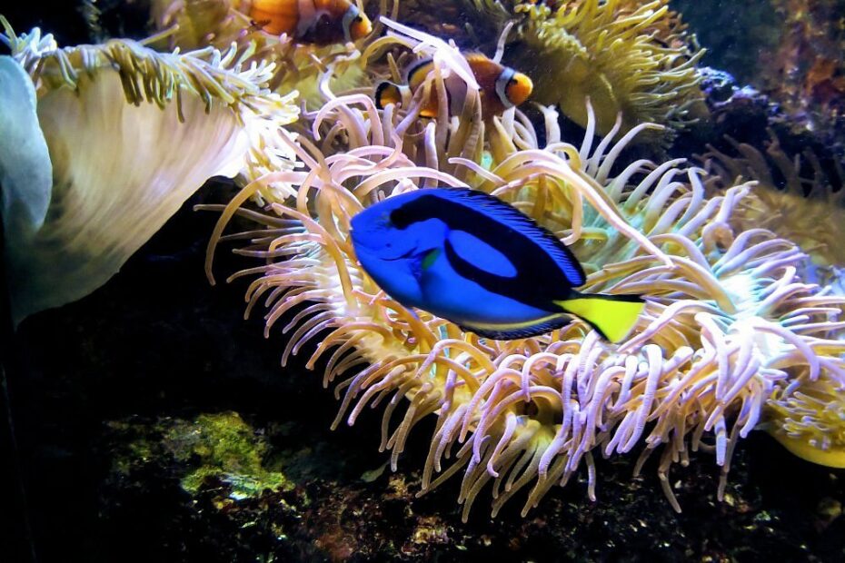 Best Georgia Aquarium Photos